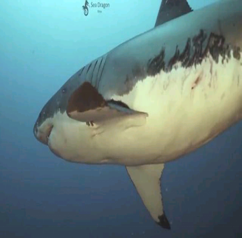 60edd1771475464c8824e0971316af21.png image.png