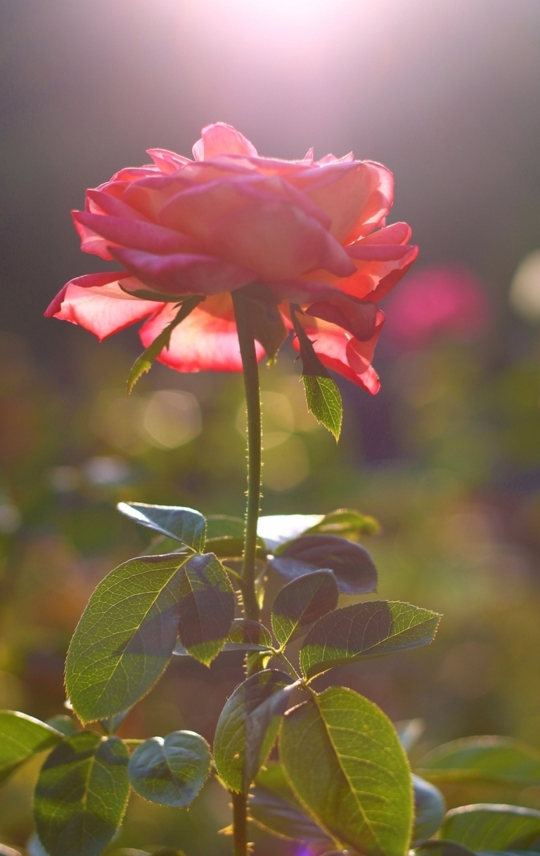 483d62d2f9a84c96a5260efad8124a1b.png 图片9.png